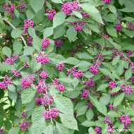 Callicarpa Bodinieri Var Giraldii