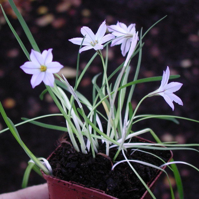 Ipheion uniflorum