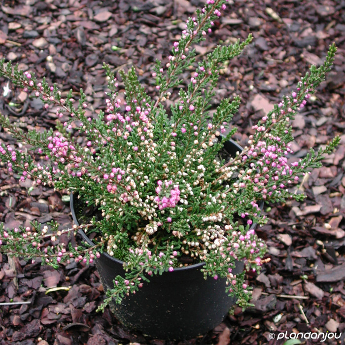 Calluna vulgaris Tib