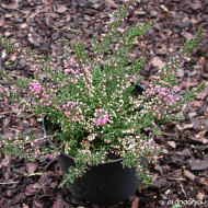 Calluna vulgaris Tib
