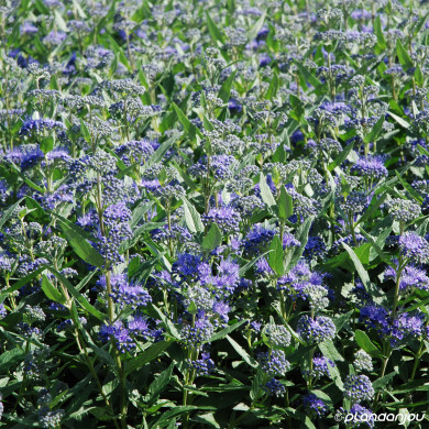 Caryopteris X clandonensis Dark Knight