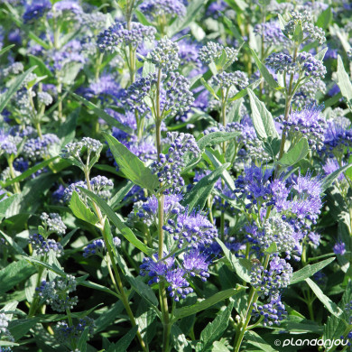 Caryopteris X clandonensis Dark Knight