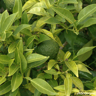 Citronnier Yuzu (Citrus) Junos John Lemon