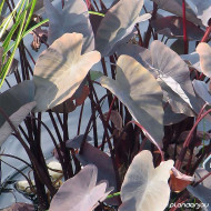 Colocasia Black Magic