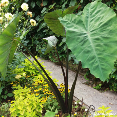 Colocasia Black Stem