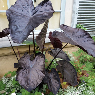 Colocasia Black Magic