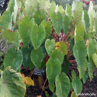 Colocasia esculenta 'Pink China'