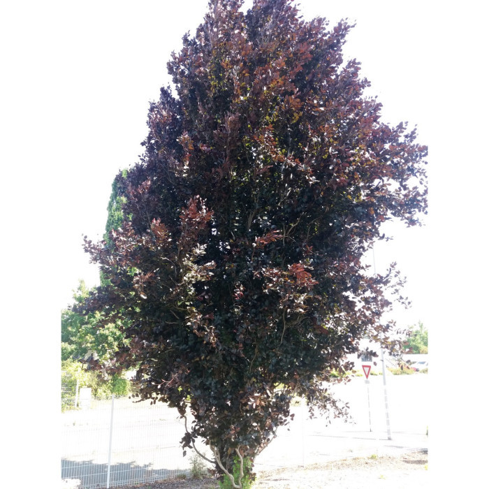 Fagus sylvatica 'Dawyck Purple'
