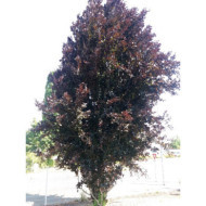 Fagus sylvatica 'Dawyck Purple'