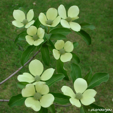 Cornus capitata