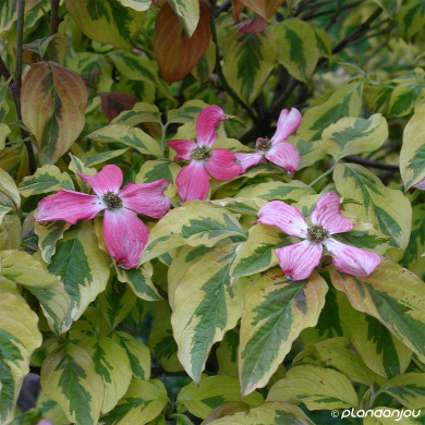 Cornus florida Sunset