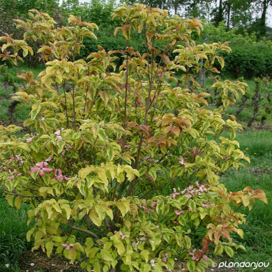 Cornus florida Sunset