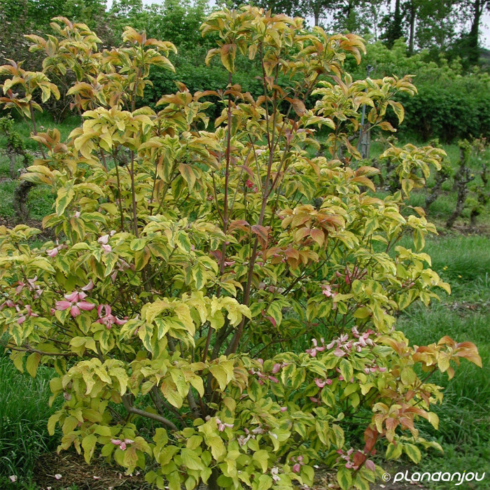 Cornus florida Sunset