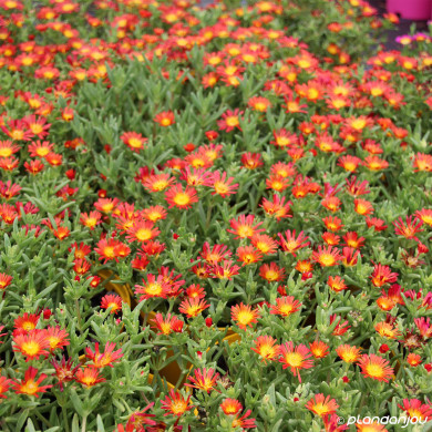 Delosperma nubigenum 'Wowday2' FIRE WONDER