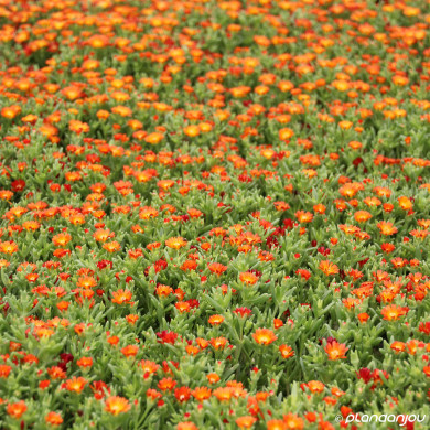 Delosperma nubigenum 'Wowdoy3' ORANGE WONDER