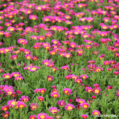 Delosperma nubigenum 'Wowdry1' HOT PINK WONDER WHEELS OF WONDER