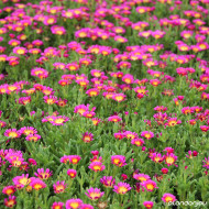 Delosperma nubigenum 'Wowdry1' HOT PINK WONDER WHEELS OF WONDER