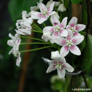 Dregea sinensis