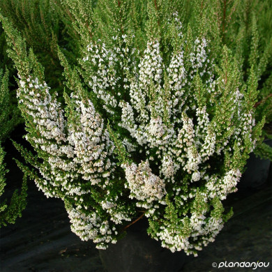 Erica lusitanica