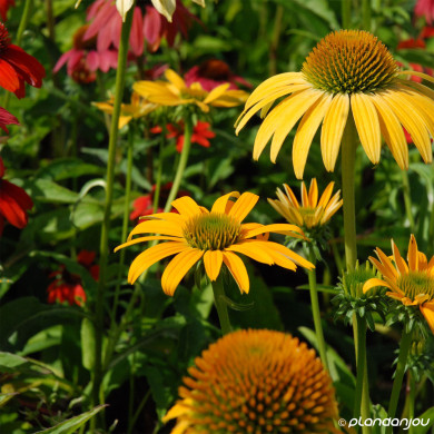 Echinacea Mellow Yellows