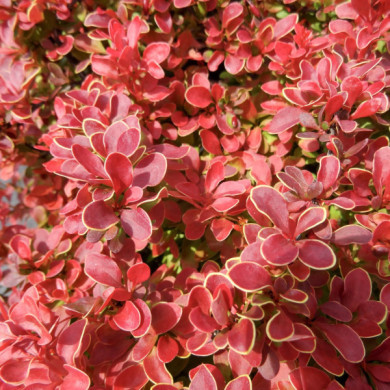 Berberis thunbergii 'Admiration'