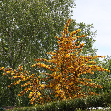 Fremontodendron Californicum