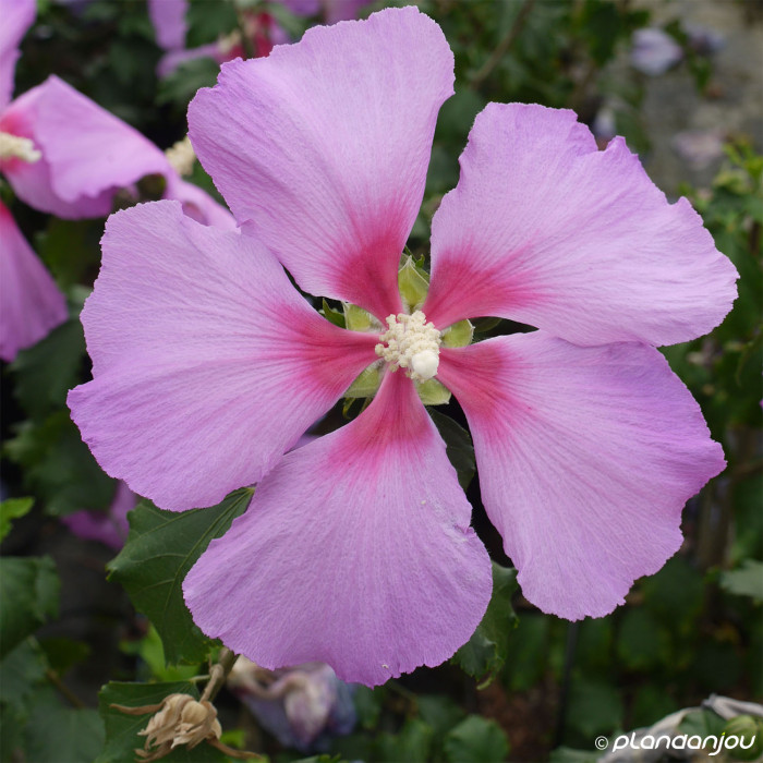 Hibiscus paramutabilis 'Walberton's Rose Moon® Walhirosmo'