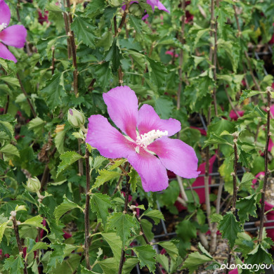 Hibiscus paramutabilis 'Walberton's Rose Moon® Walhirosmo'