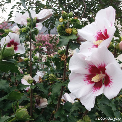Hibiscus syriacus Helene