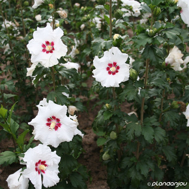 Hibiscus syriacus Sup'Heart® Minomb