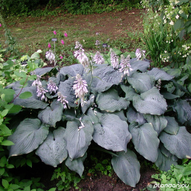 Hosta 'Blue Angel'