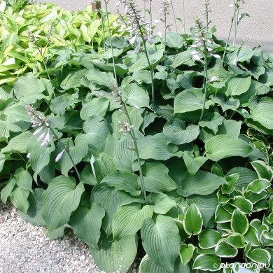 Hosta 'Blue Angel'