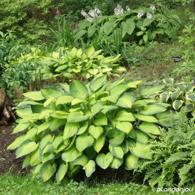 Hosta 'Gold Standard'