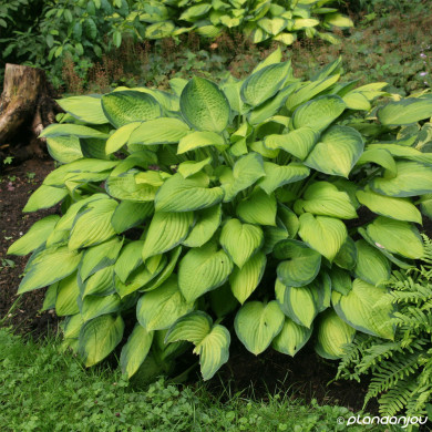 Hosta 'Gold Standard'