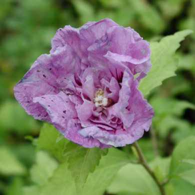 Hibiscus syriacus Lavender Chiffon® notwoodone