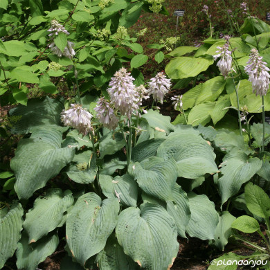 Hosta 'Blue Angel'