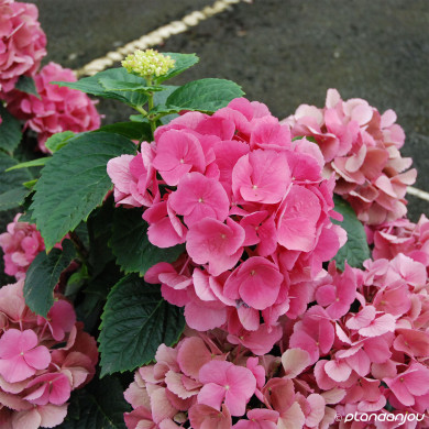 Hydrangea macrophylla 'Schöne Bautznerin' RED BARON
