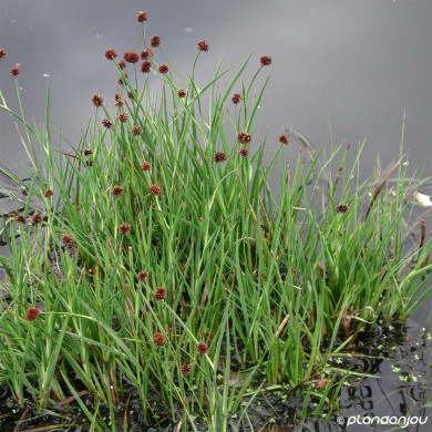 Juncus ensifolius