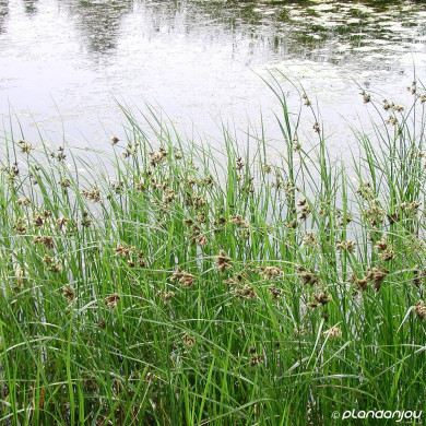 Juncus ensifolius