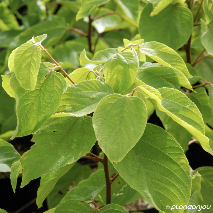 Hovenia dulcis