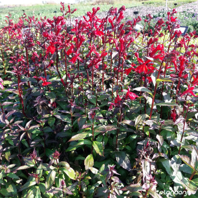 Lobelia X speciosa Starship® Scarlet