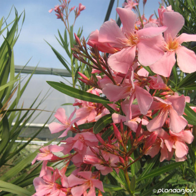 Nerium Oleander Saumon