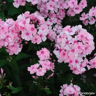 Phlox paniculata Rosa Pastell