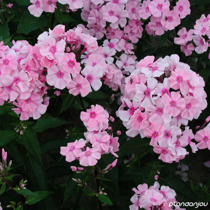 Phlox paniculata Rosa Pastell