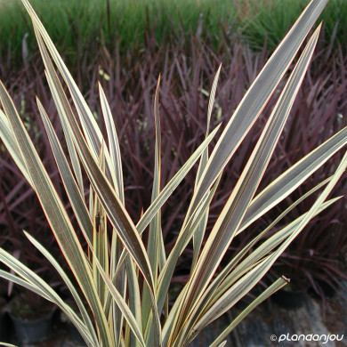 Phormium Alison Blackman