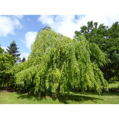 Fagus sylvatica 'Pendula'