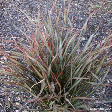 Phormium Surfer Bronze