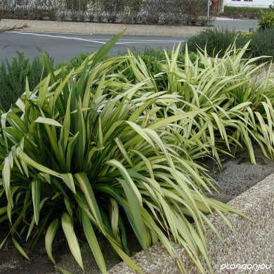 Phormium tenax Yellow Wave