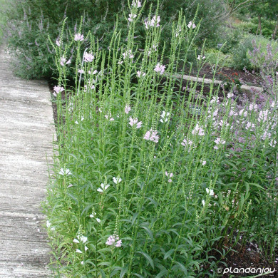 Physostegia virginiana