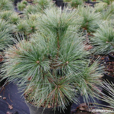 Pinus strobus 'Radiata'